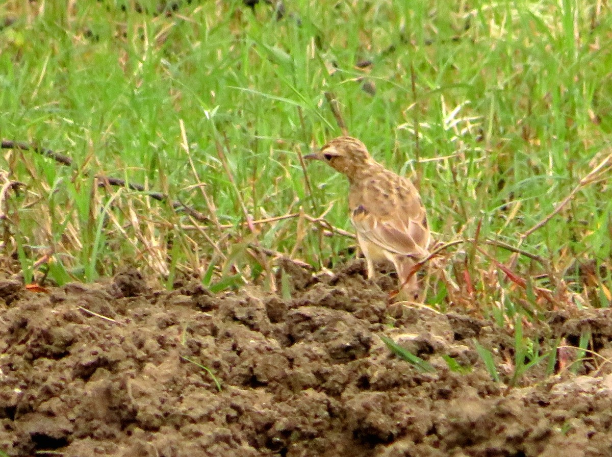 Paddyfield Pipit - Mahmadanesh Khira