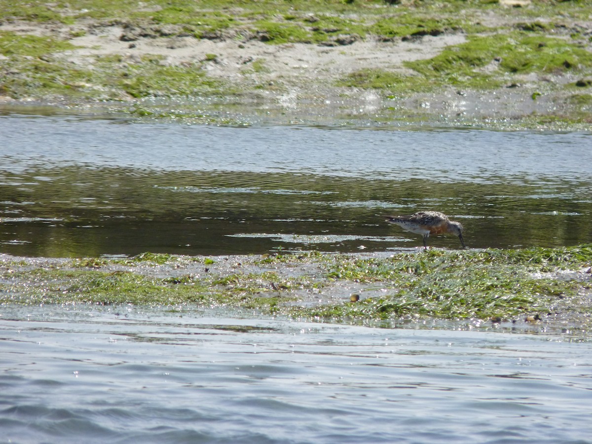 Red Knot - ML639912828