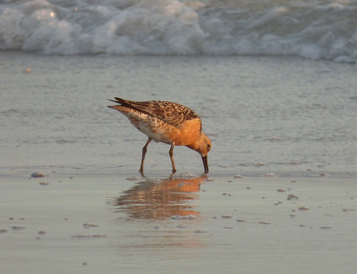 Red Knot - ML639912853