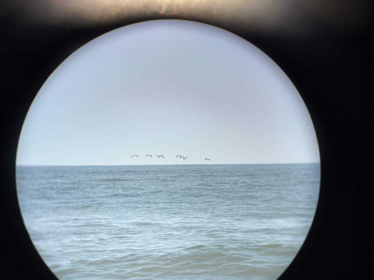 Brown Pelican - ML639912900