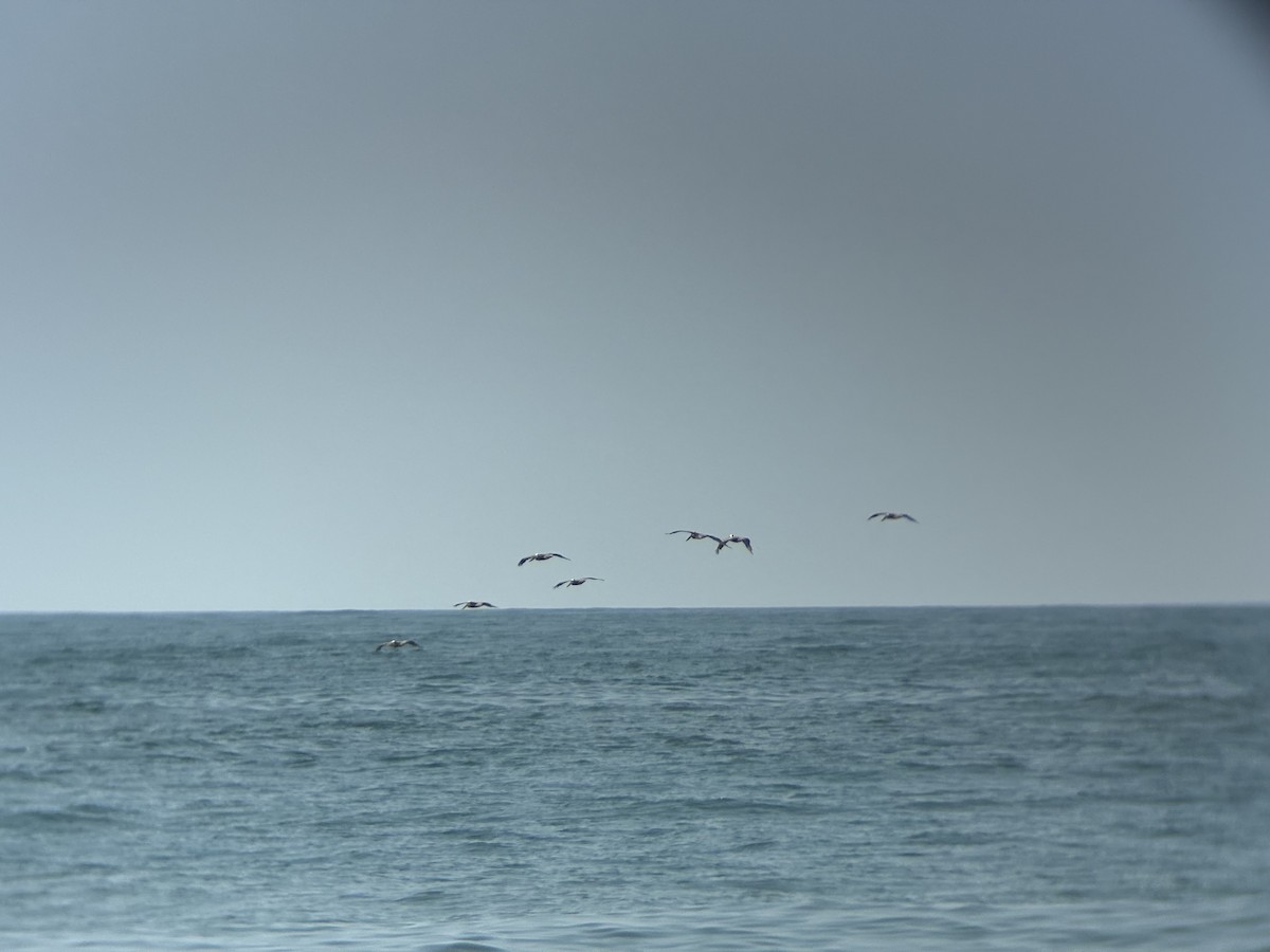 Brown Pelican - ML639912901