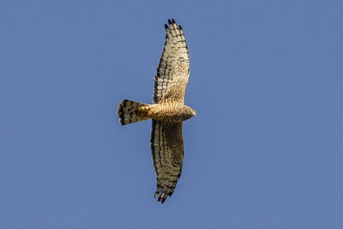 Cinereous Harrier - ML639913001