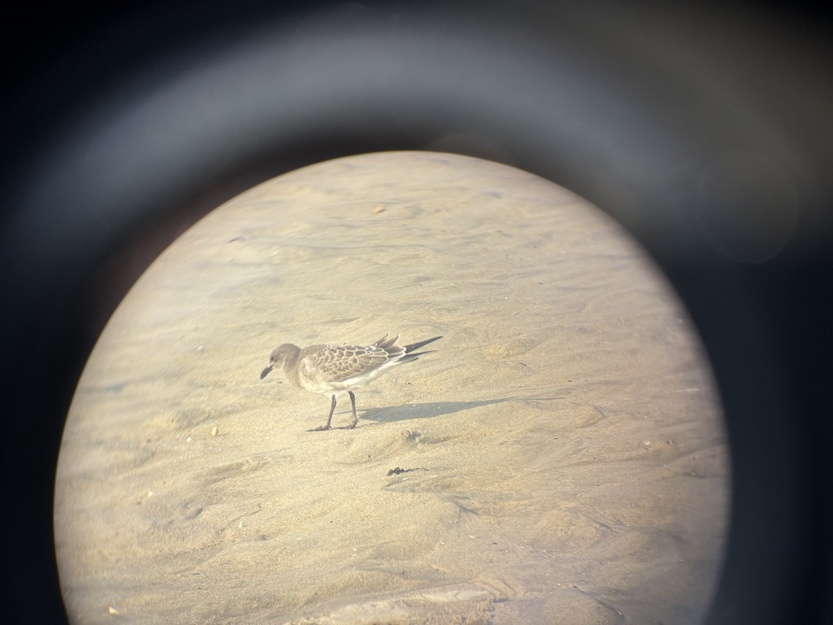 American Herring Gull - ML639913024