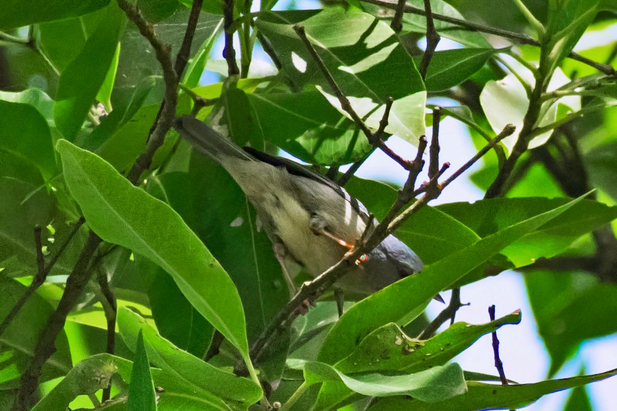 Bicolored Conebill - ML639913030