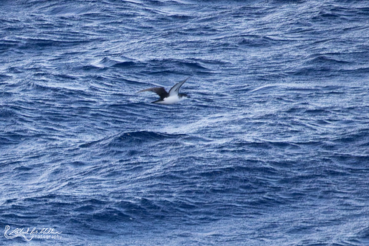 Tropical Shearwater - ML639913173