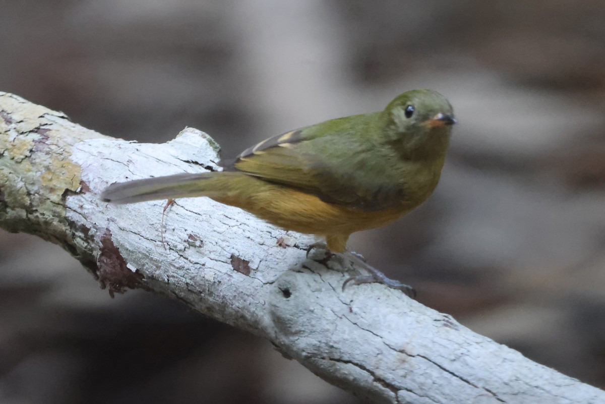 McConnell's Flycatcher - ML639913233