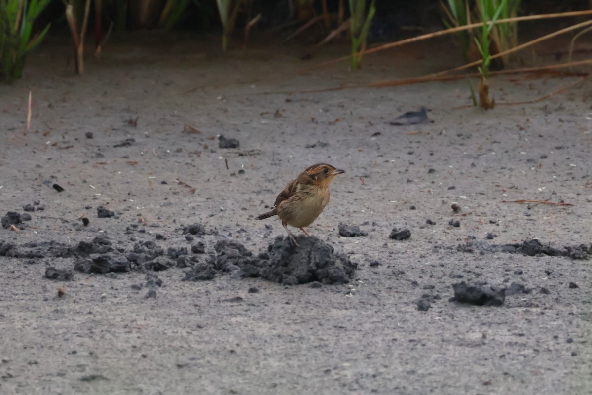 Saltmarsh Sparrow - ML639913244