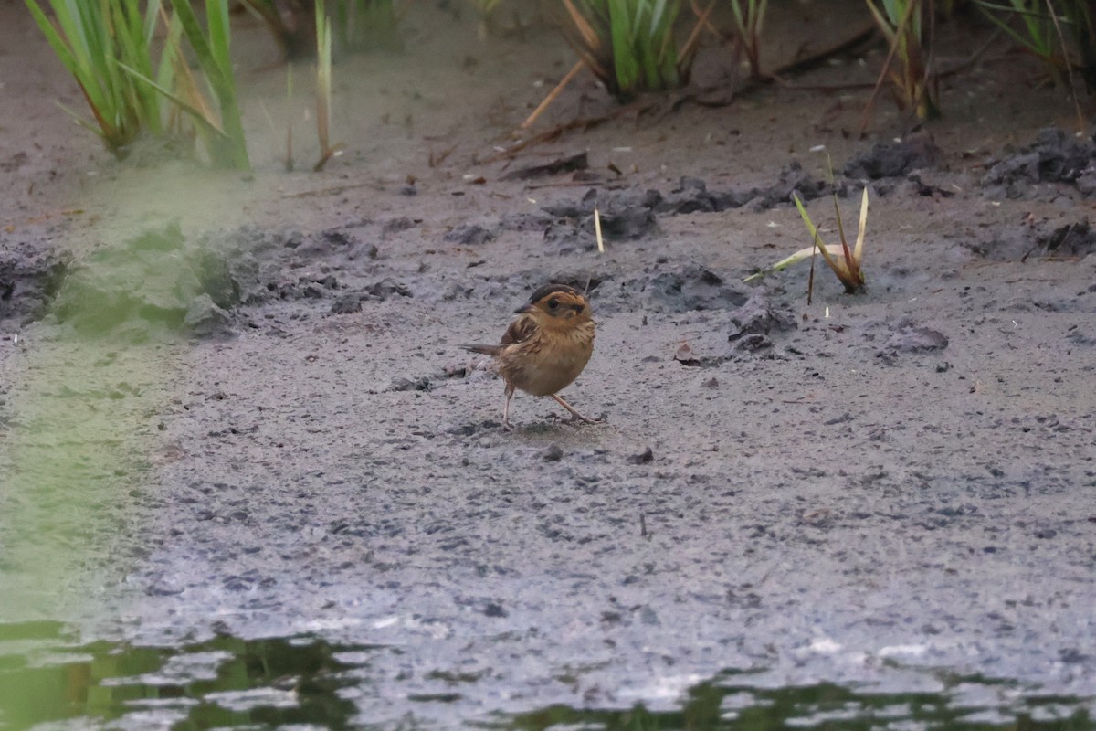 Saltmarsh Sparrow - ML639913245