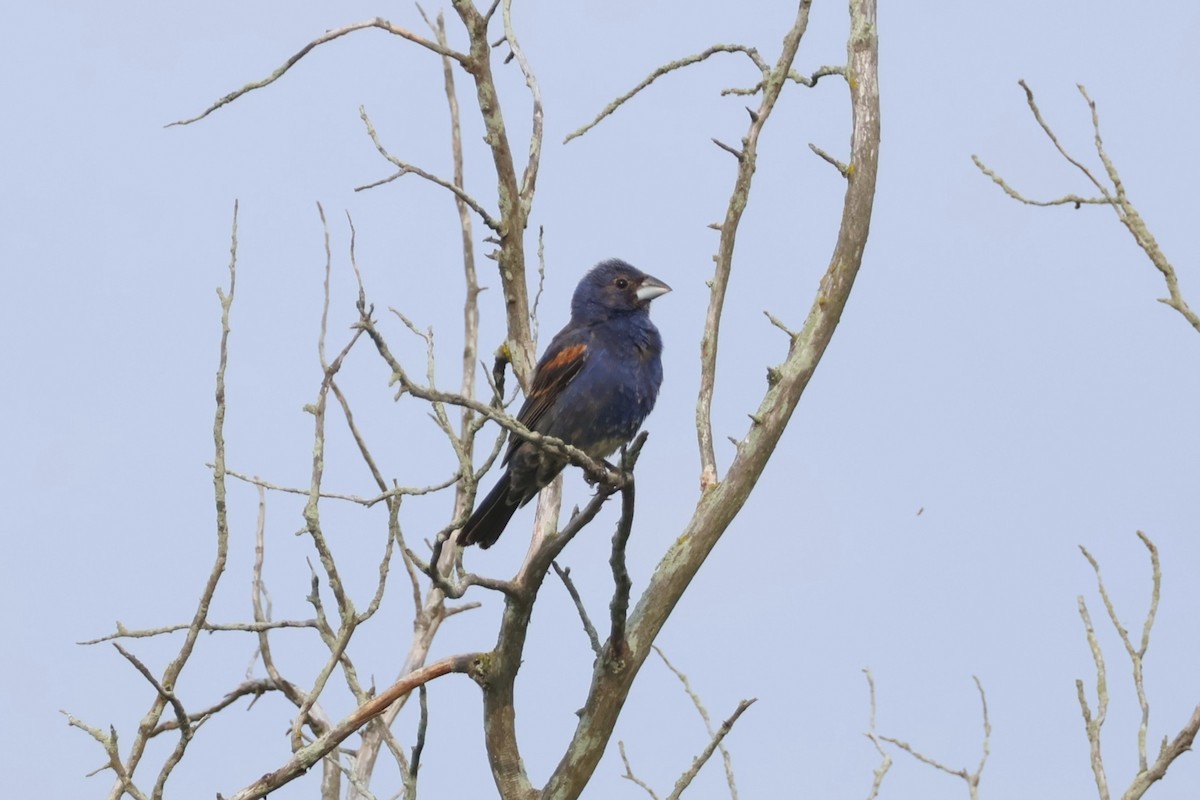 papežík modrý - ML639913286