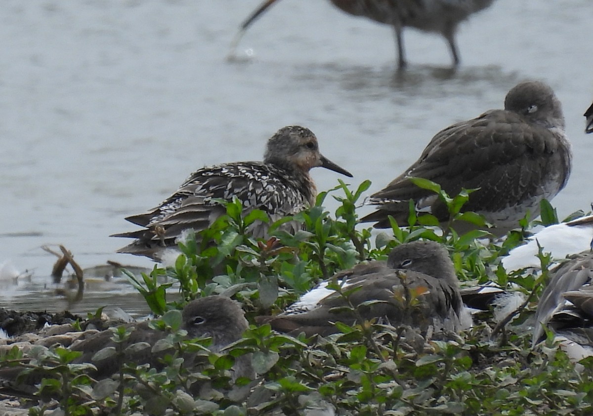 Red Knot - ML639913292