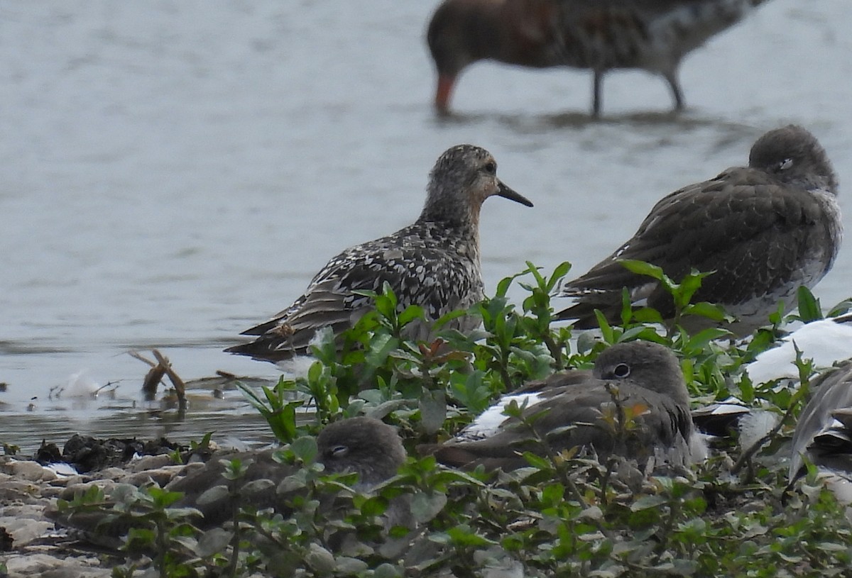 Red Knot - ML639913294