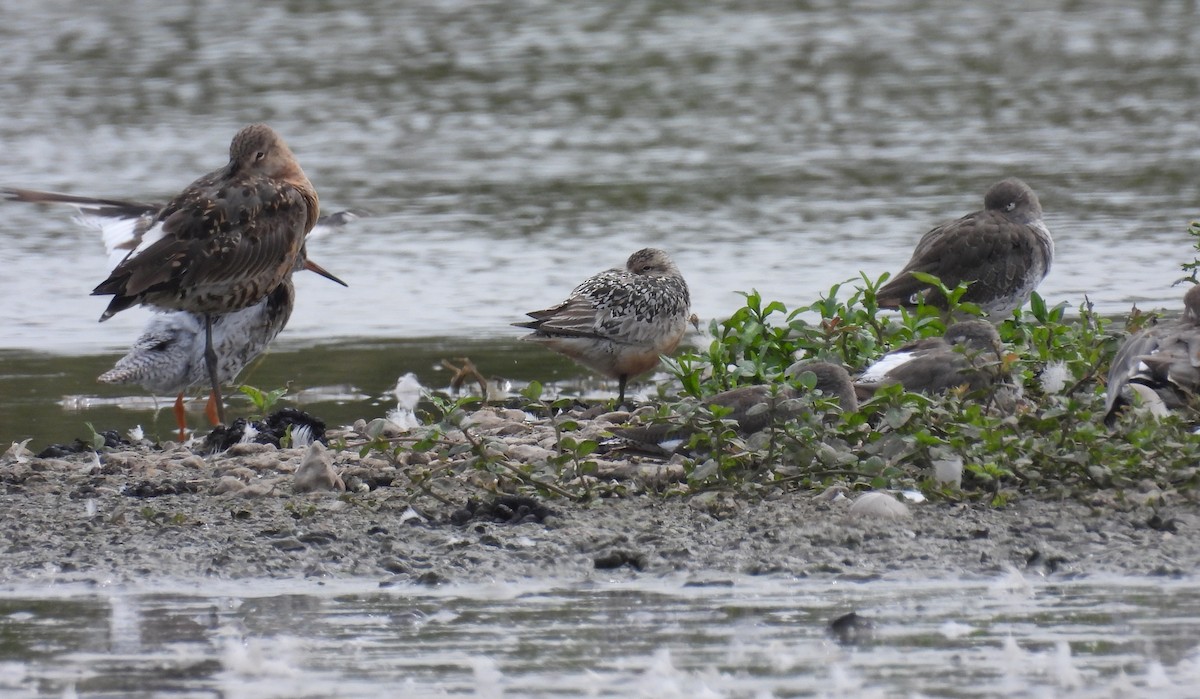Red Knot - ML639913295