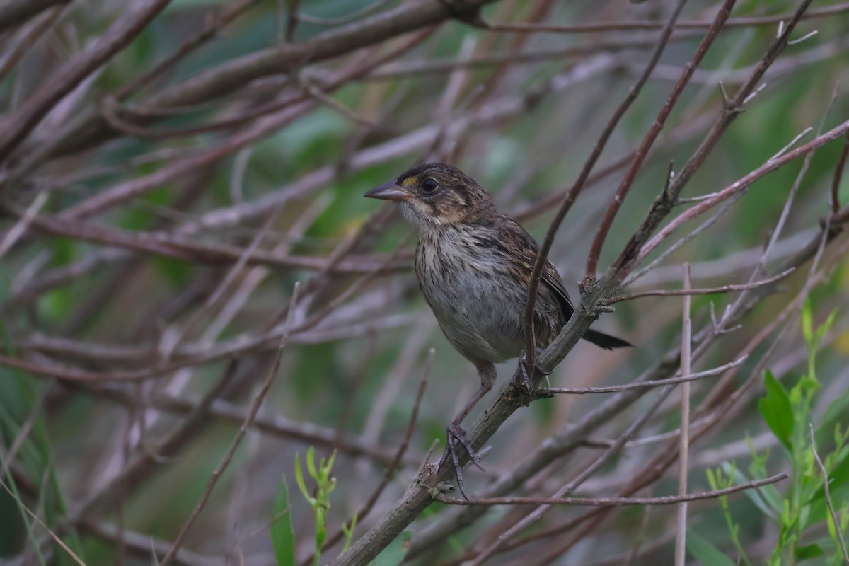 Seaside Sparrow - ML639913297