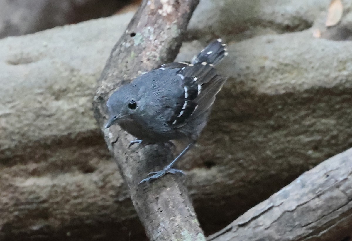 Plain-throated Antwren - ML639913299
