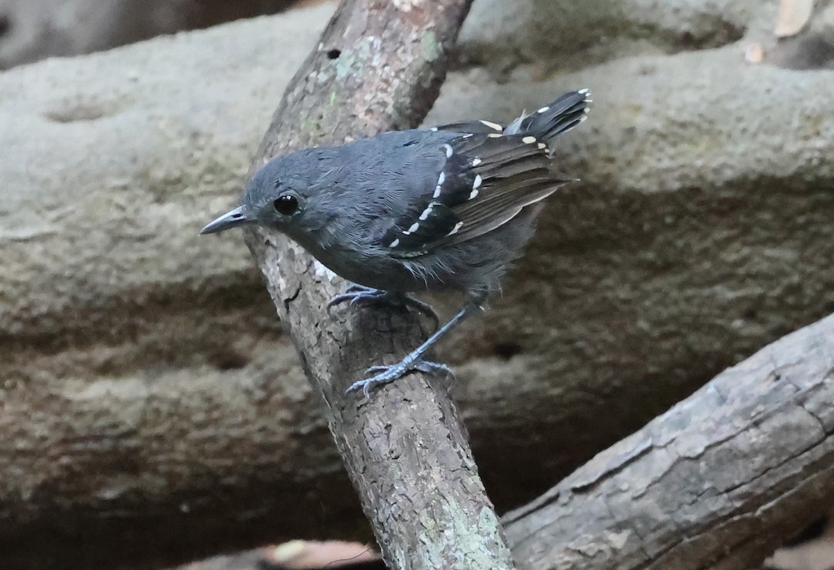Plain-throated Antwren - ML639913300