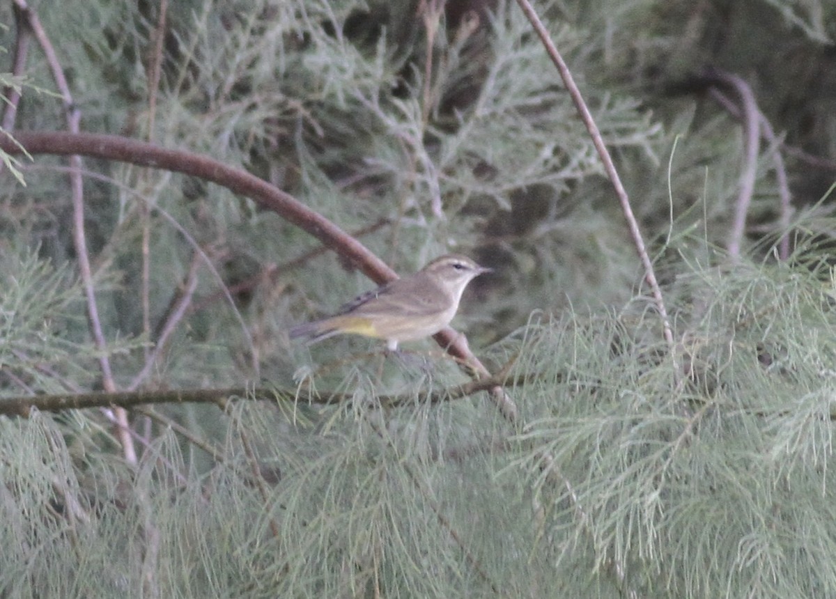 Palm Warbler (Western) - ML63991331