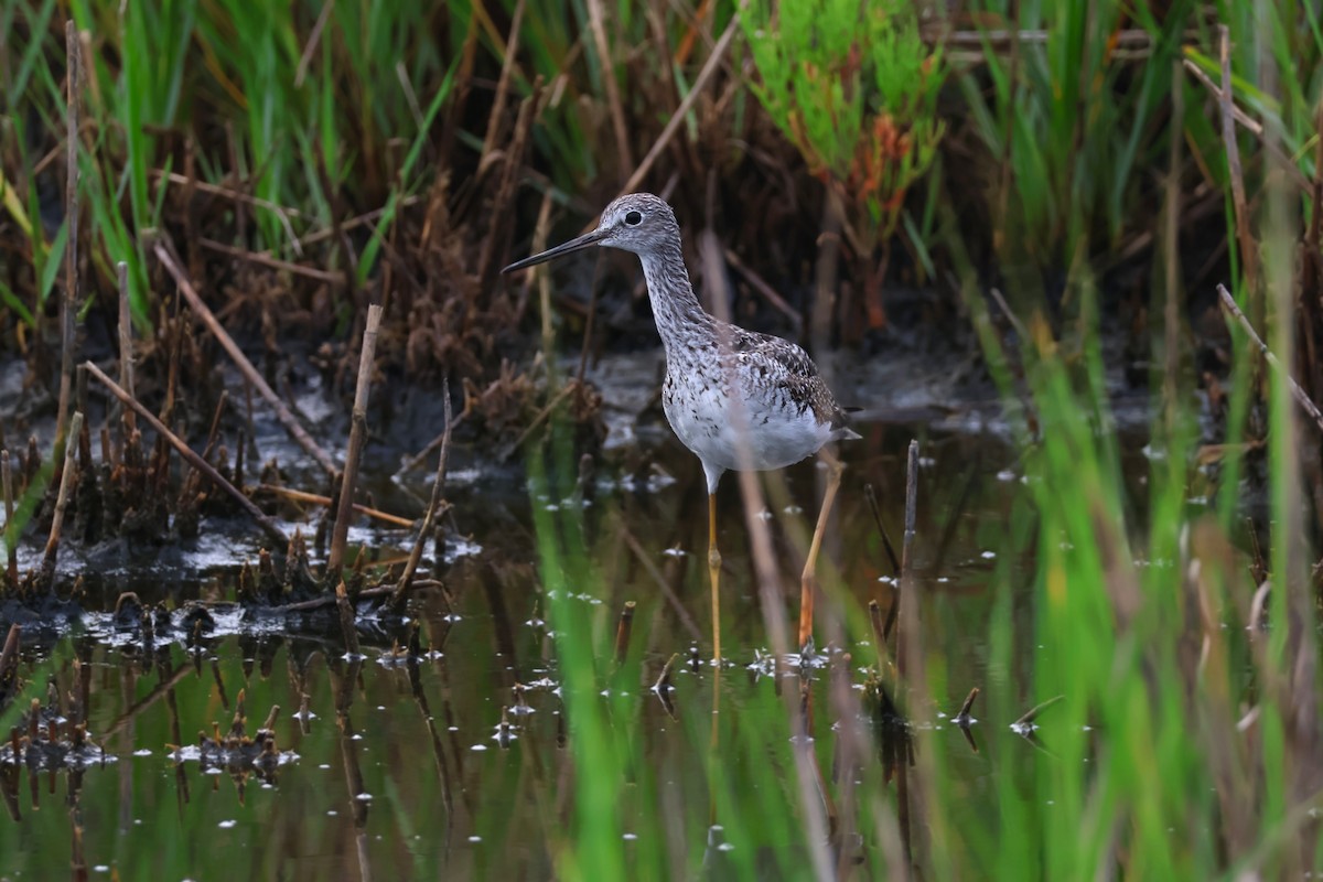 vodouš velký - ML639913315