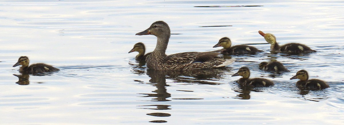 Зэрлэг нугас - ML639913360