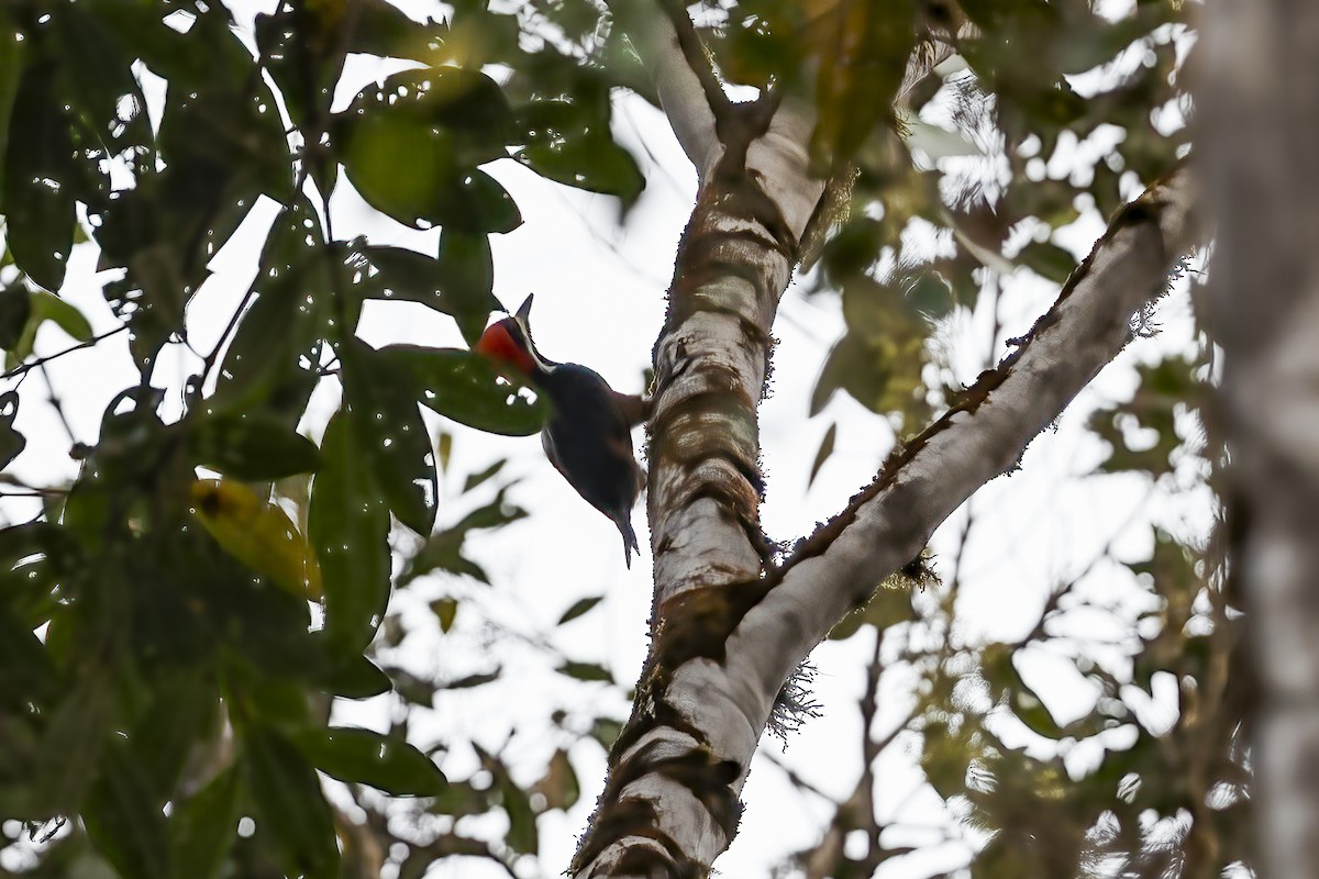 Powerful Woodpecker - ML639913400