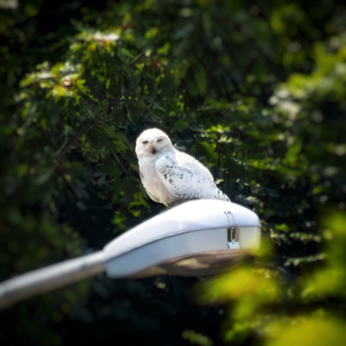 Snowy Owl - ML639913418