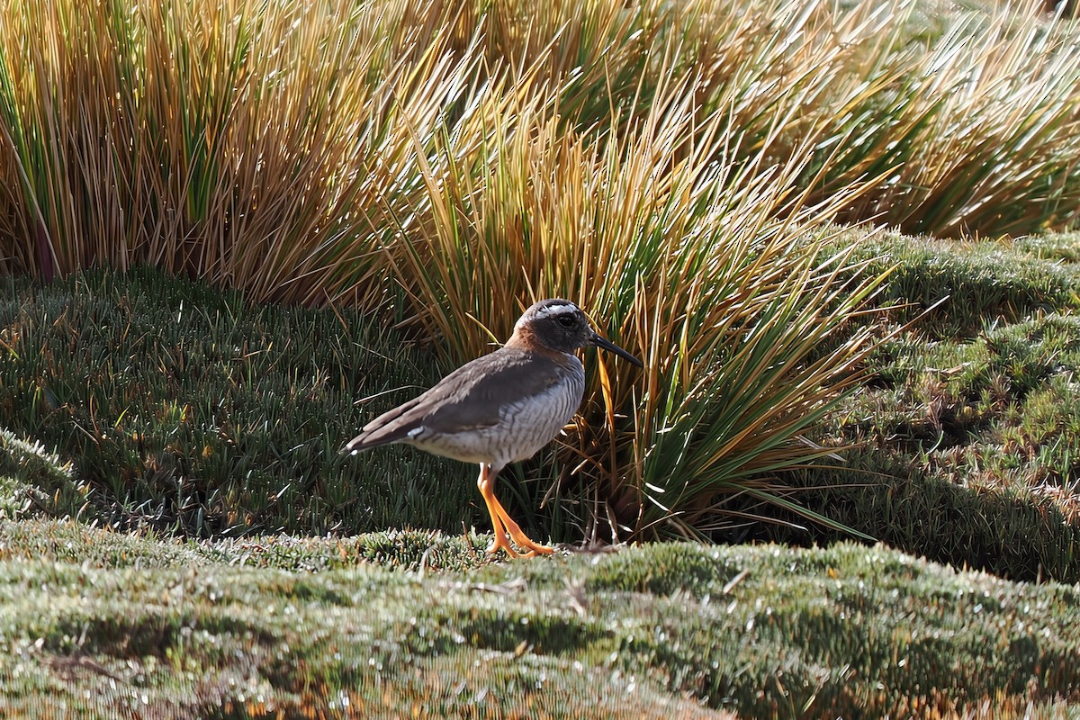 Diademed Sandpiper-Plover - ML639913432