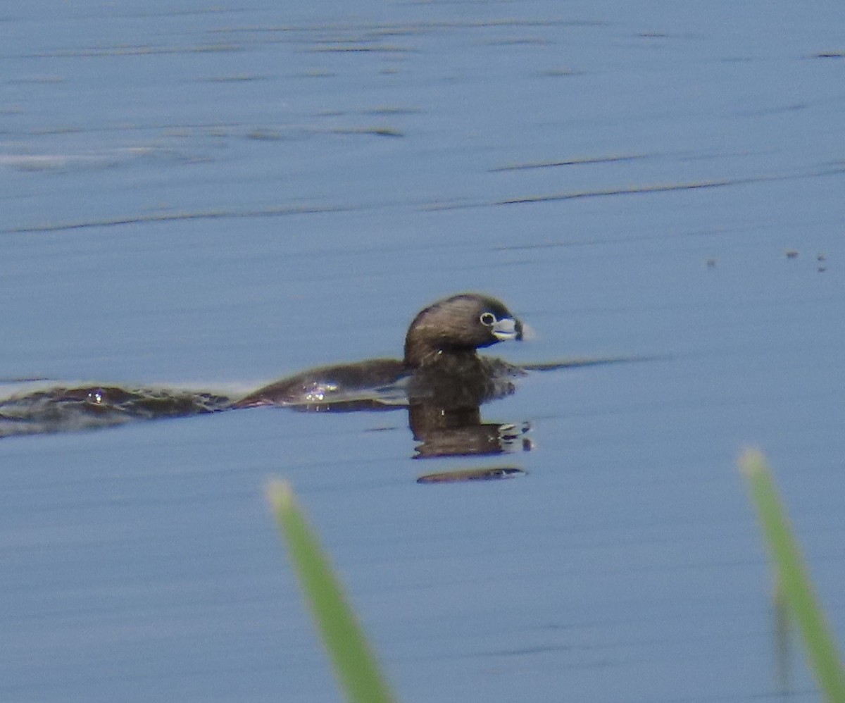 Pied-billed Grebe - ML639913451
