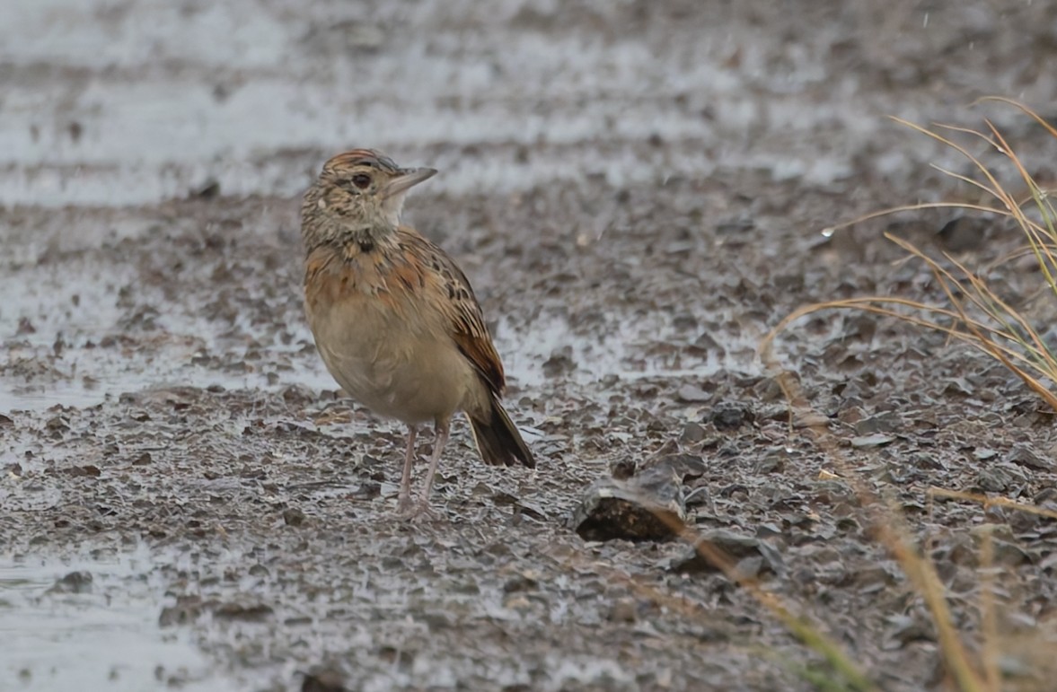 Rufous-naped Lark - ML639913457