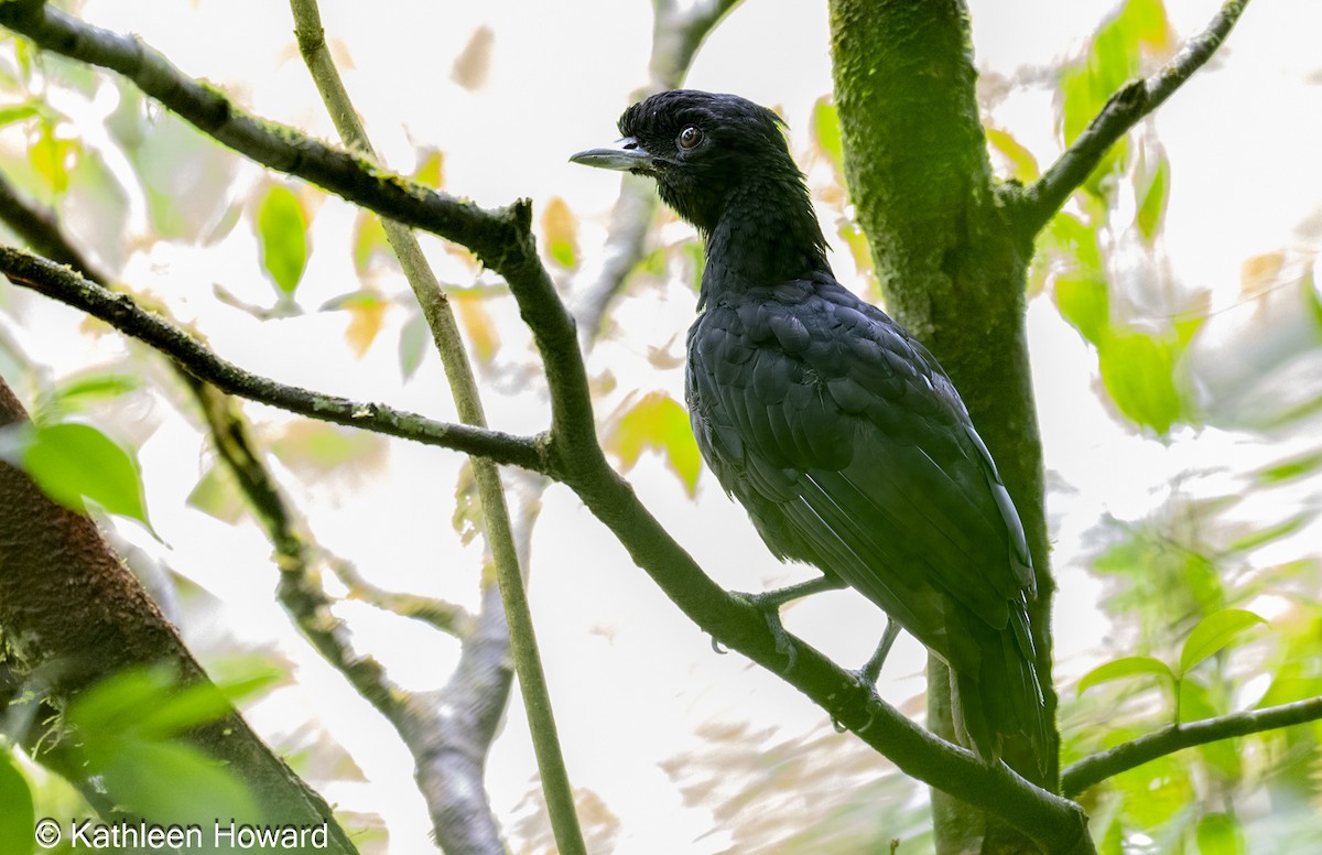 Bare-necked Umbrellabird - ML639913506