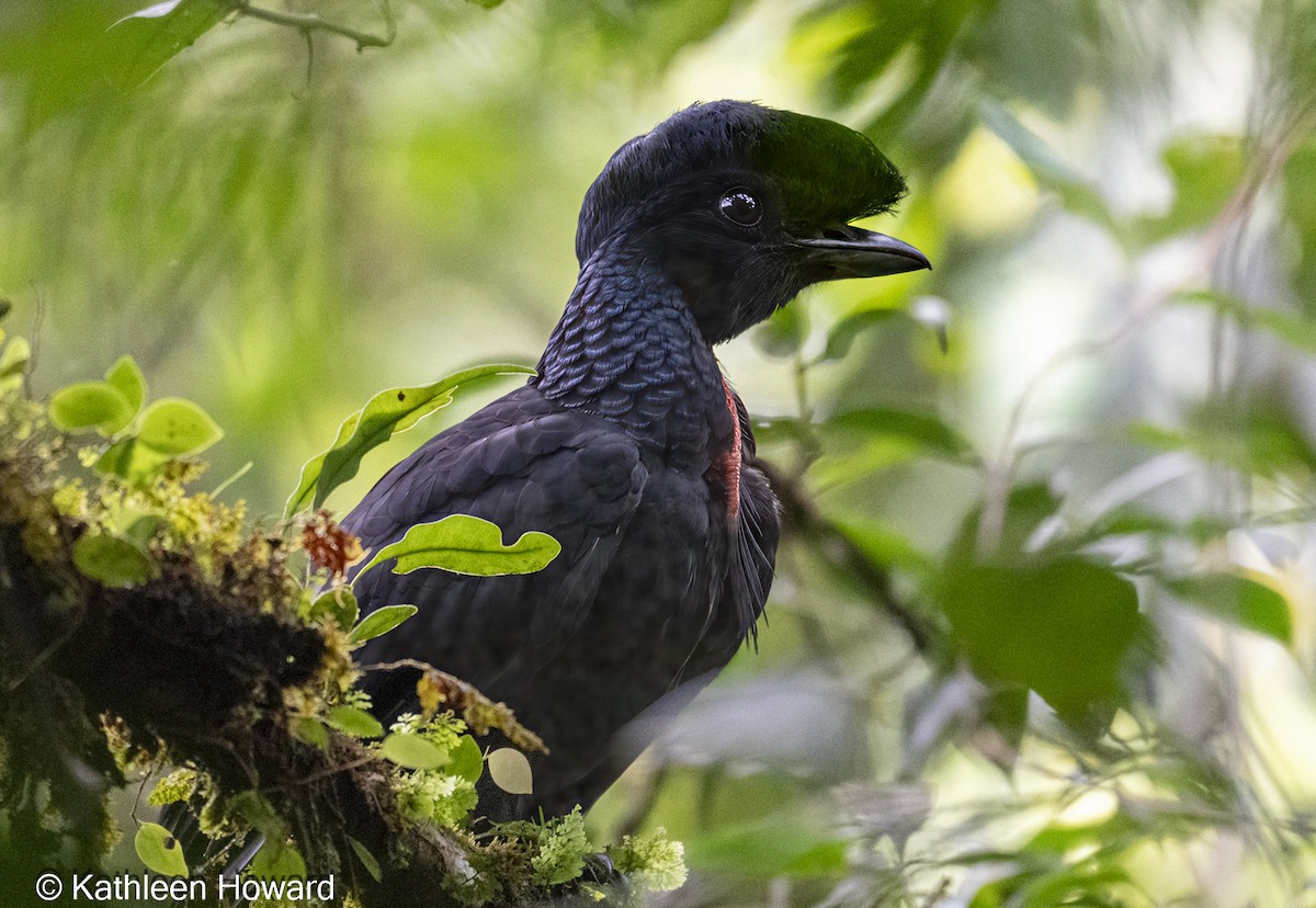 Bare-necked Umbrellabird - ML639913507