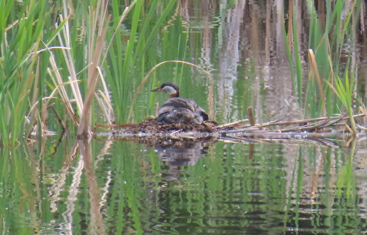 Буурал шунгуур - ML639913508