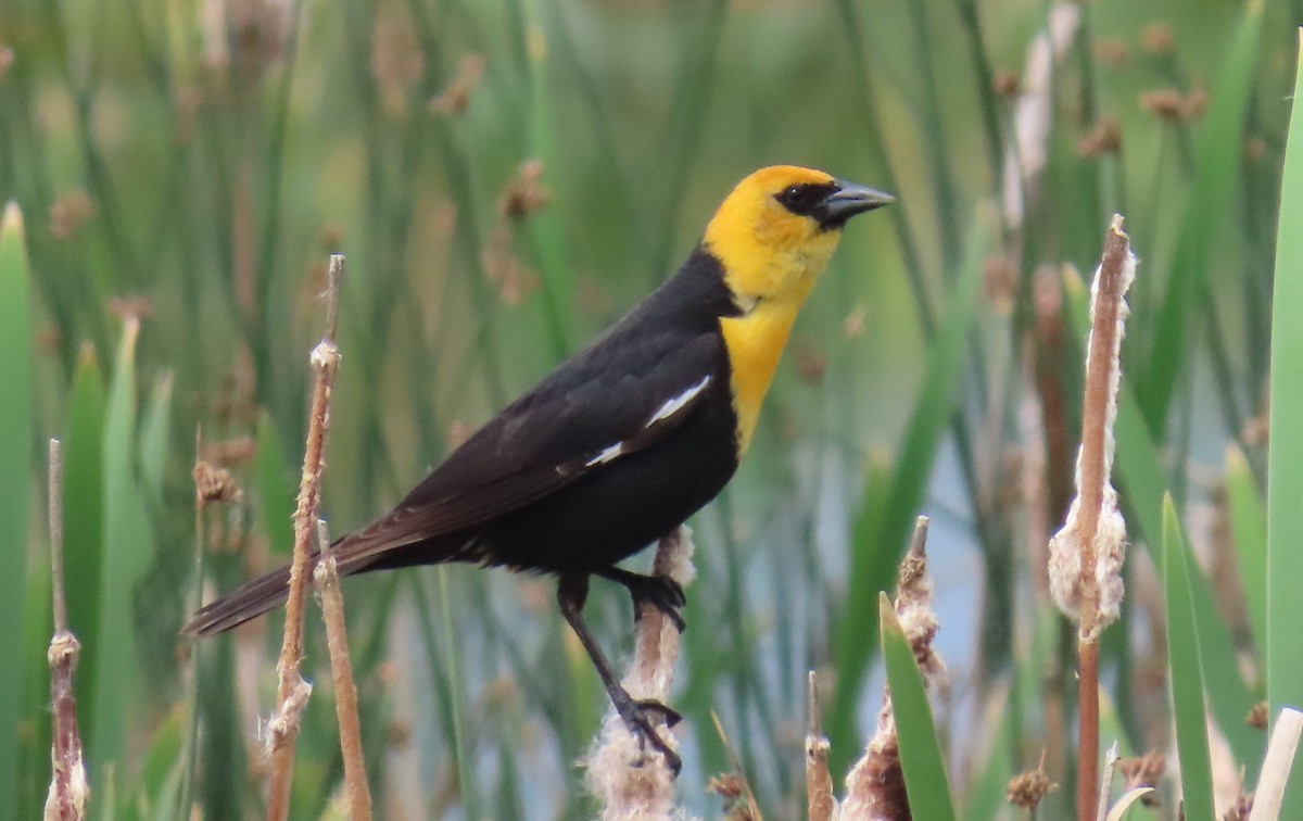 Yellow-headed Blackbird - ML639913523