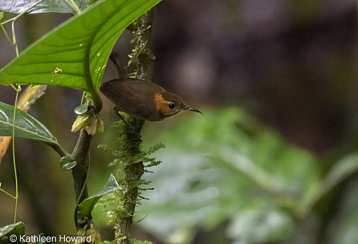 Tawny-faced Gnatwren - ML639913529