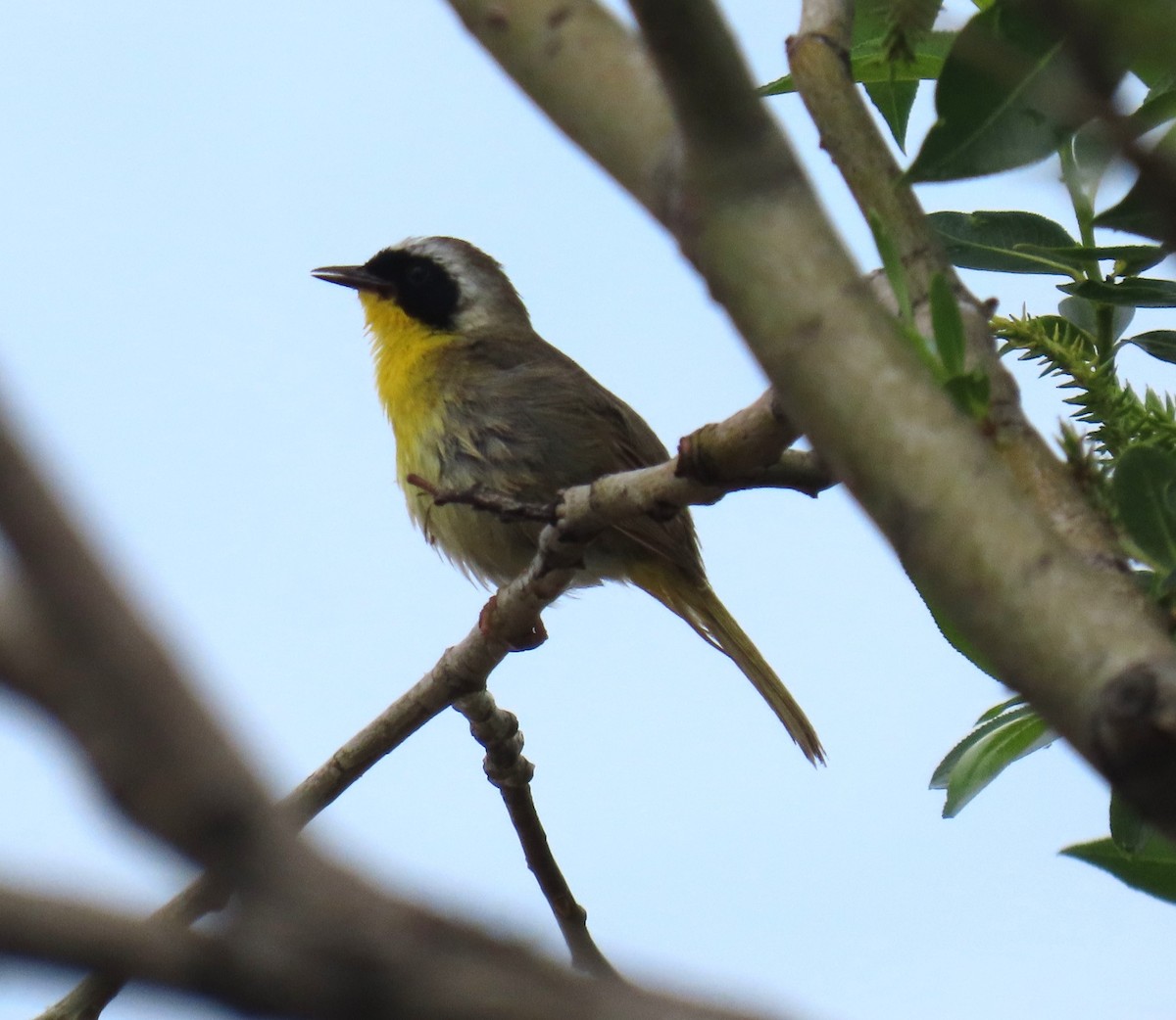 Common Yellowthroat - ML639913563