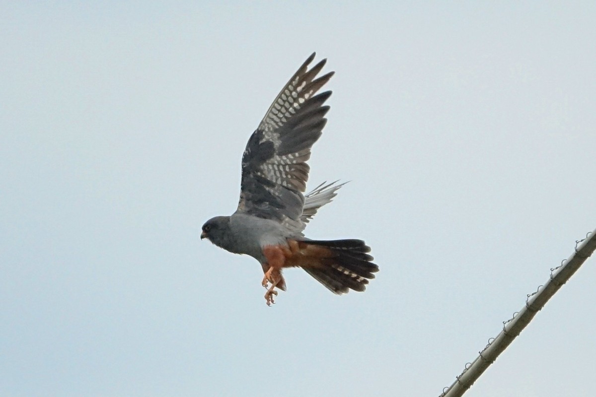 Red-footed Falcon - ML639913597