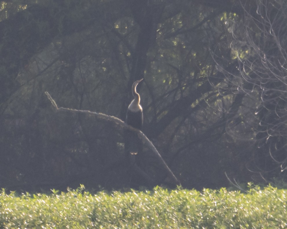 Anhinga - ML639913626