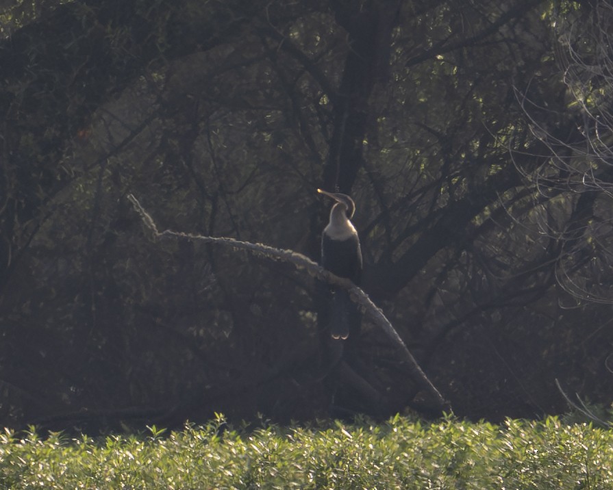 Anhinga - ML639913634