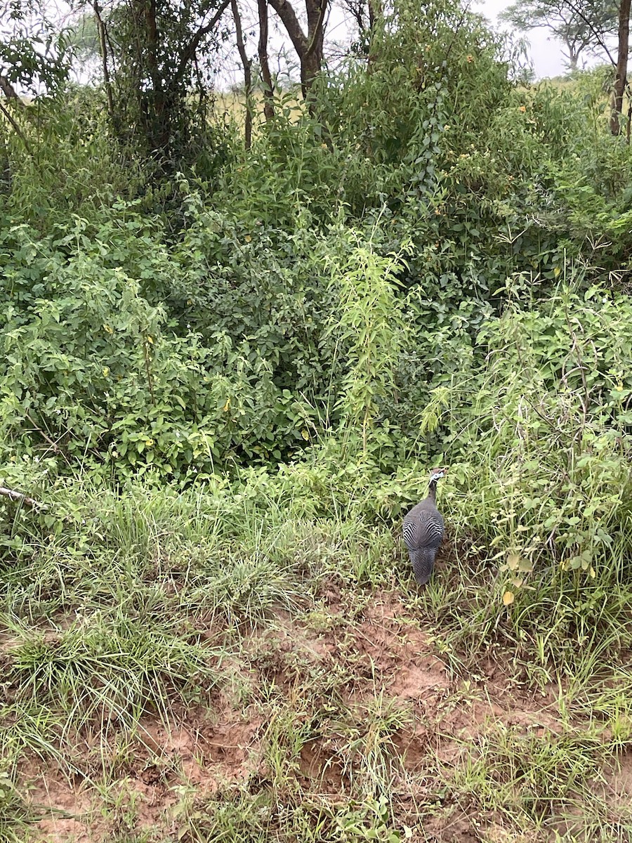 Helmeted Guineafowl - ML639913646