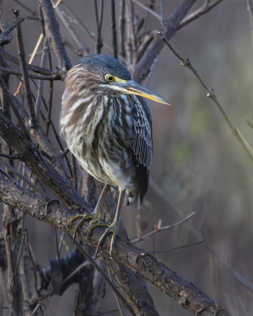 Green Heron - ML639913651