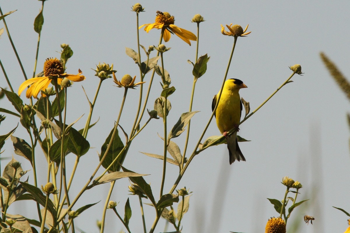 American Goldfinch - ML639913689
