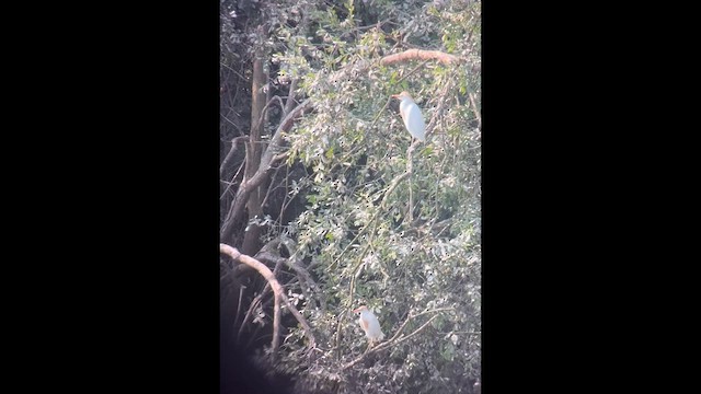 Western Cattle-Egret - ML639913690
