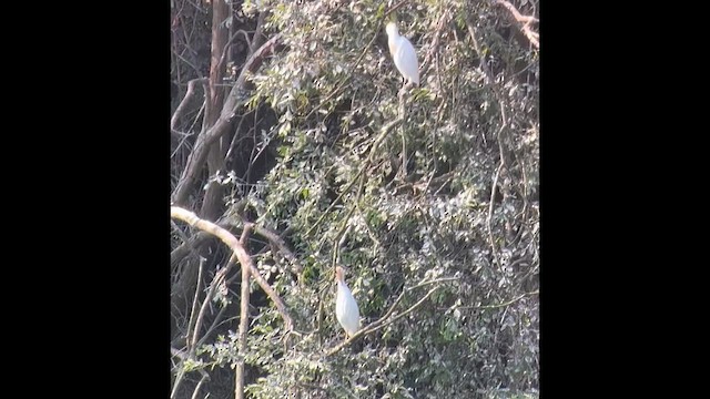 Western Cattle-Egret - ML639913692