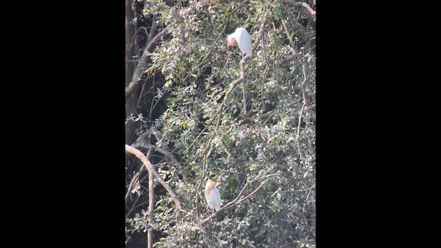 Western Cattle-Egret - ML639913693