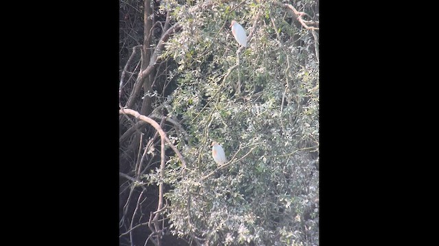 Western Cattle-Egret - ML639913694
