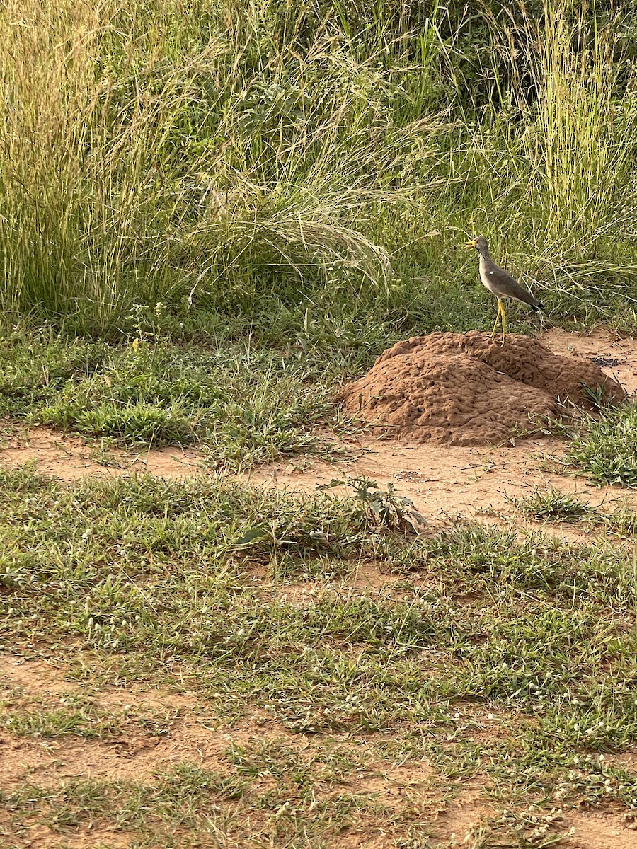 Wattled Lapwing - ML639913719