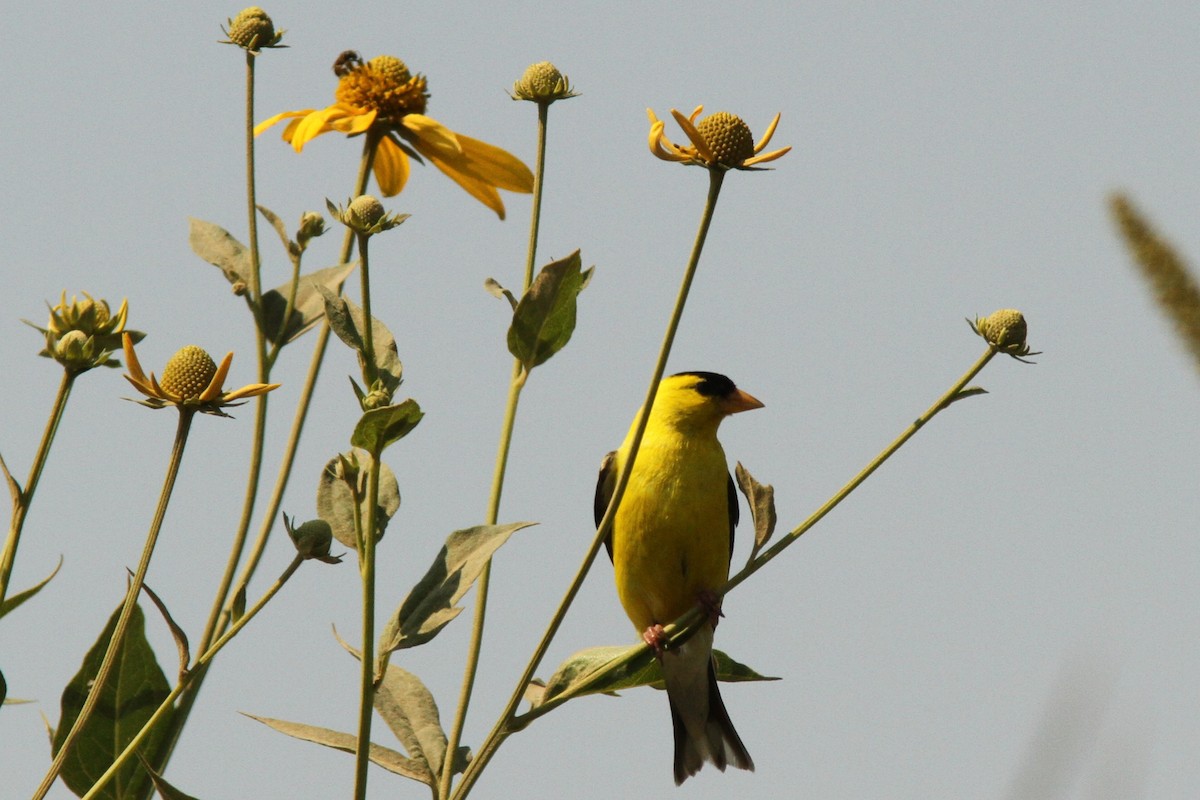 American Goldfinch - ML639913740