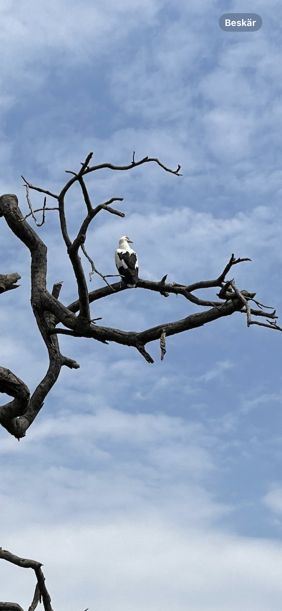 Palm-nut Vulture - ML639913780