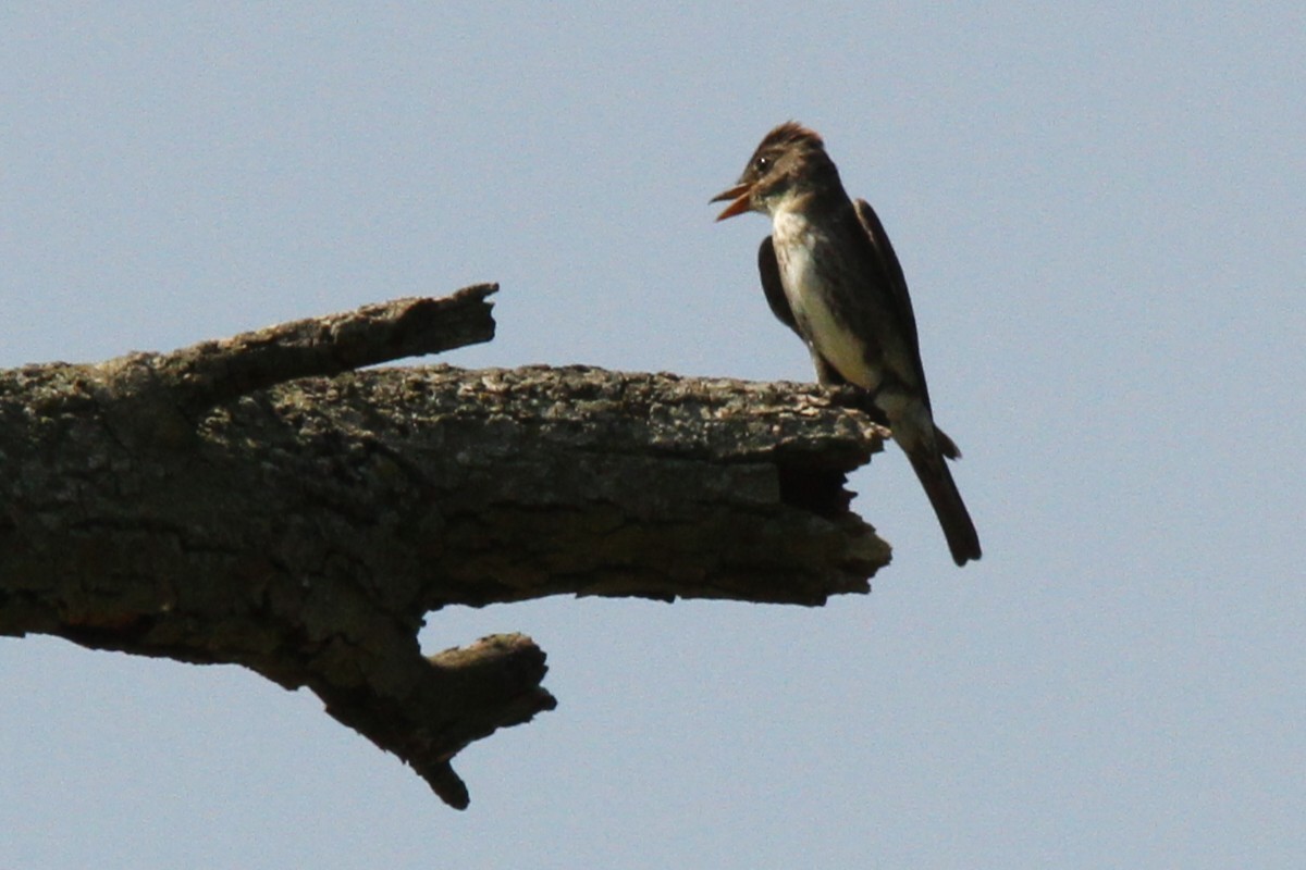 Olive-sided Flycatcher - ML639913797