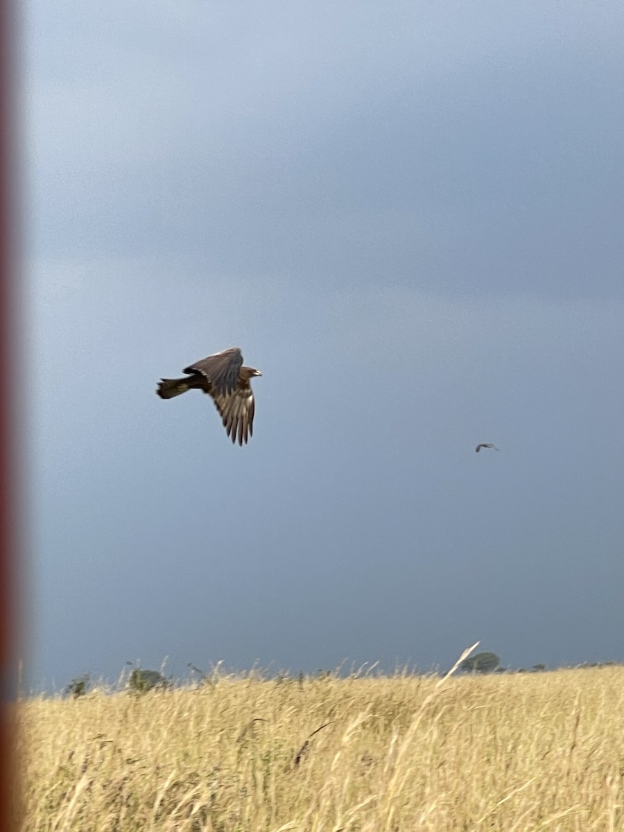 Wahlberg's Eagle - ML639913799