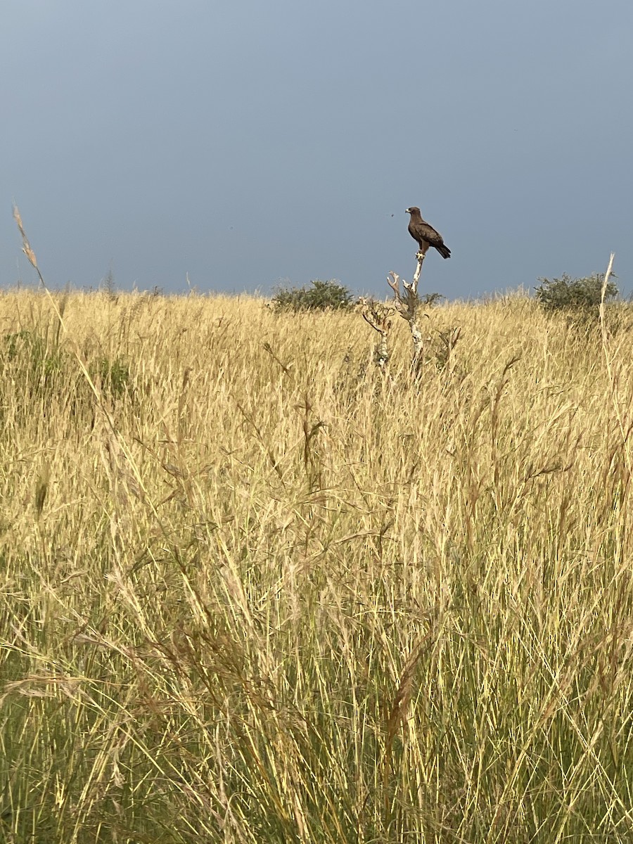 Wahlberg's Eagle - ML639913801