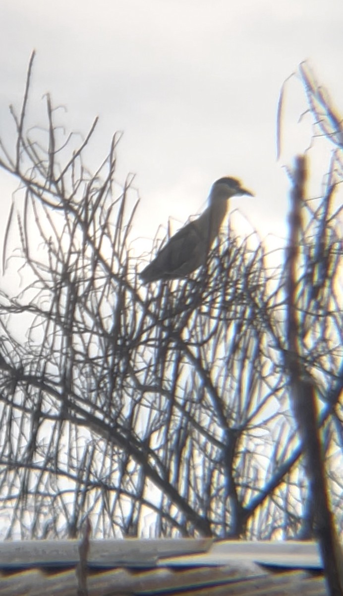 Black-crowned Night Heron - ML639913810